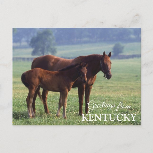 greetings from Kentucky Postcard (Front)