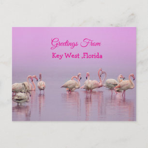 Greetings From Key West Florida, Pink Flamingo's Postcard