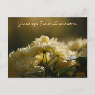 Greetings From Louisiana Postcard