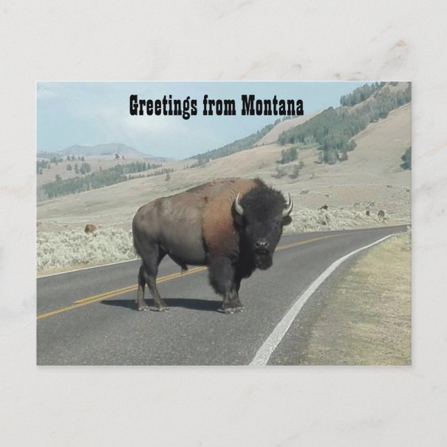 Greetings from Montana Postcard (Front)