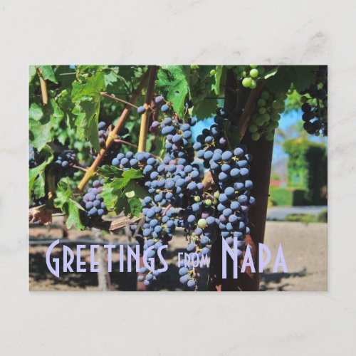 Greetings from Napa Valley California Postcard