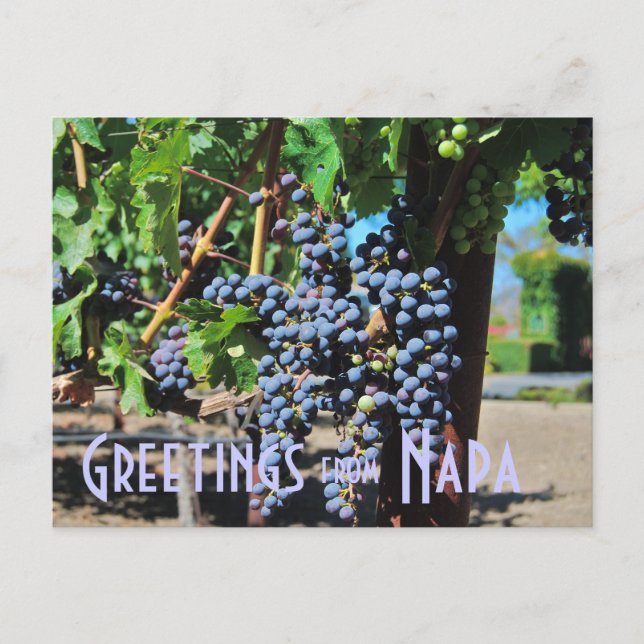 Greetings from Napa Valley California Postcard (Front)