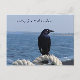 Greetings from North Carolina (Black Bird) Postcard