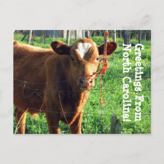Greetings From North Carolina! Postcard