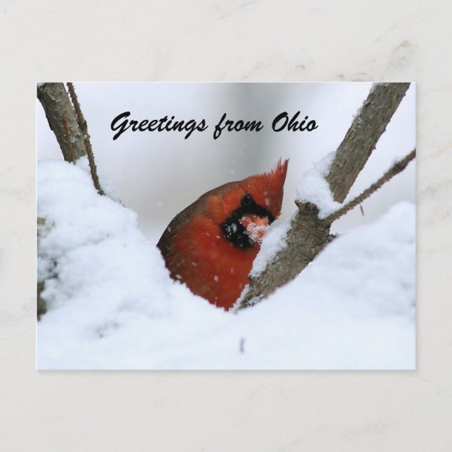Greetings from Ohio Postcard (Front)