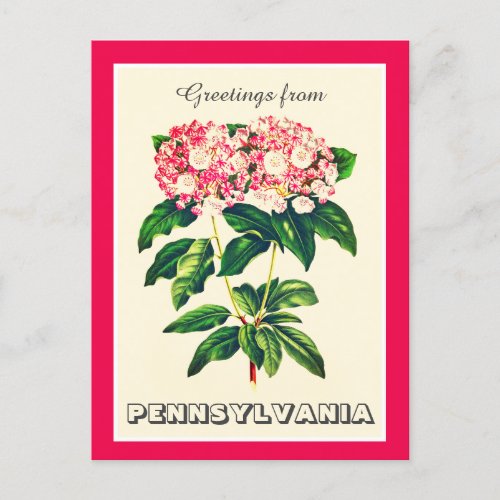 Greetings from Pennsylvania Mountain Laurel Postcard