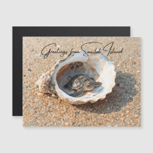 Greetings from Sanibel Island Sea Turtle in Shell