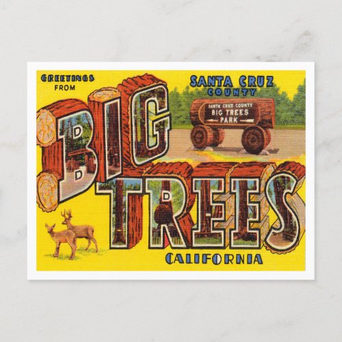 Greetings from Santa Cruz County Big Trees Park Postcard
