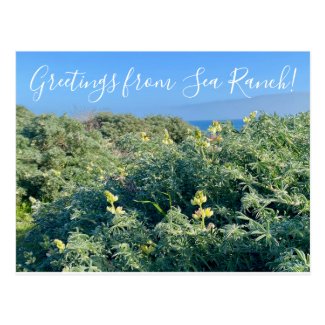 Greetings from Sea Ranch! Postcard