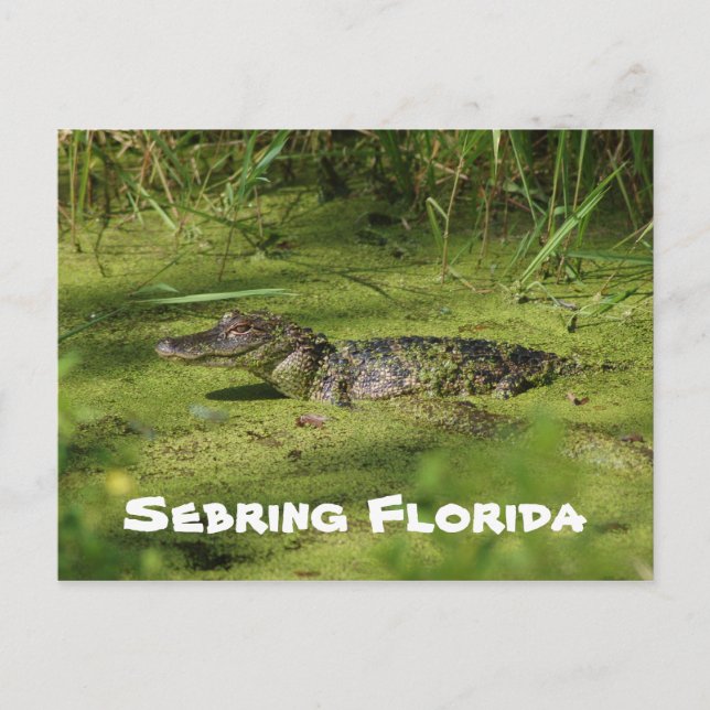 Greetings from  Sebring Florida Postcard (Front)