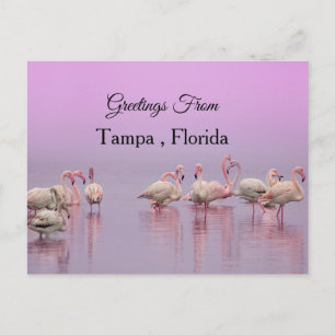 Greetings From Tampa ,Florida ,Flamingo Postcard