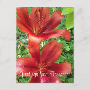 GREETINGS FROM TENNESSEE flower garden photo Postcard