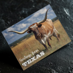 Greetings from Texas Longhorn Bull Postcard