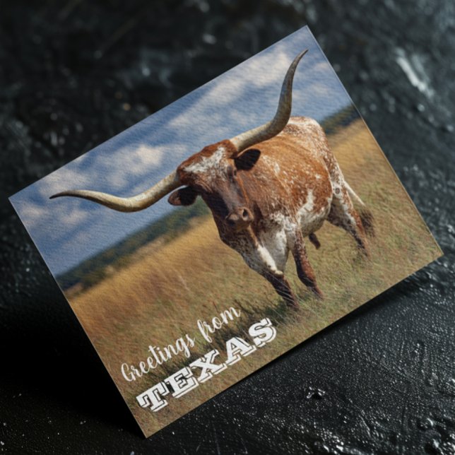 Greetings from Texas Longhorn Bull Postcard (Creator Uploaded)