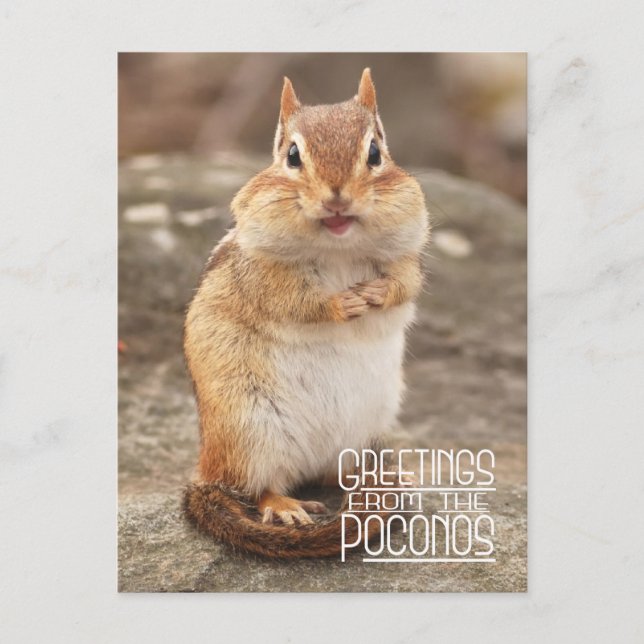 Greetings from the Poconos Chipmunk Postcard (Front)