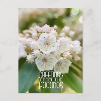 Greetings From The Poconos Mountain Laurel Postcard by Meg_Stewart at Zazzle