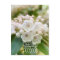 Greetings from the Poconos Mountain Laurel