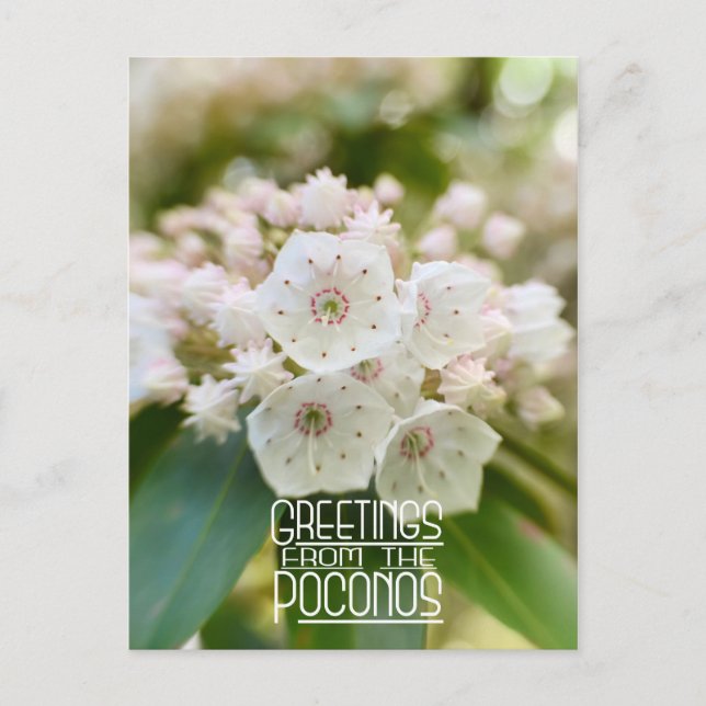 Greetings from the Poconos Mountain Laurel Postcard (Front)