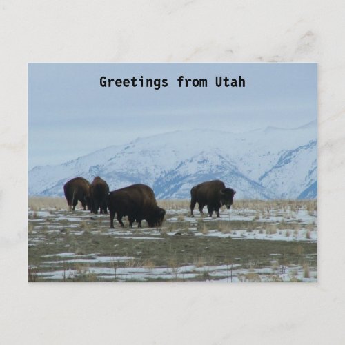 Greetings from Utah _ American Bison Postcard