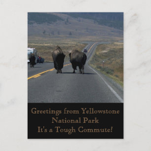 Greetings from Yellowstone National Park Postcard