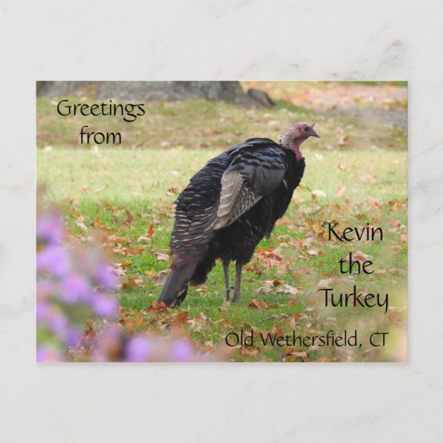 Greetings Kevin The Turkey - Old Wethersfield , CT Postcard (Front)