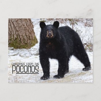 Greetings! Pennsylvania Black Bear In Winter Postcard by Meg_Stewart at Zazzle