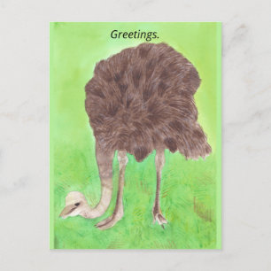 Greetings, Your Text, Ostrich Postcards