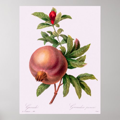 Grenade Pomegranate by Pierre Redout Poster