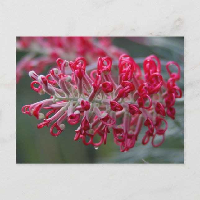 grevillea flower postcard (Front)