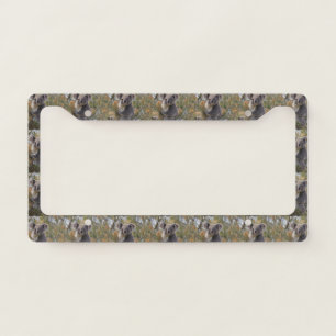 Grevillea Koala Bear, License Plate Frame
