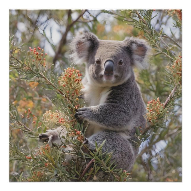 Grevillea Koala Bear, Photo Print (Front)
