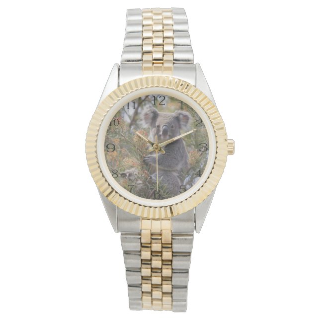 Grevillea Koala Bear, Watch (Front)