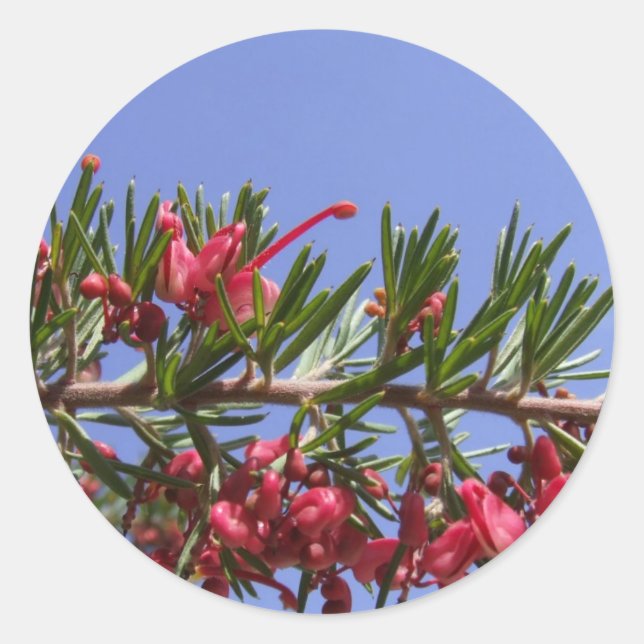 Grevillea Plant Stickers (Front)