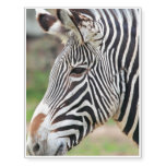 Grevy's Zebra Temporary Tattoos