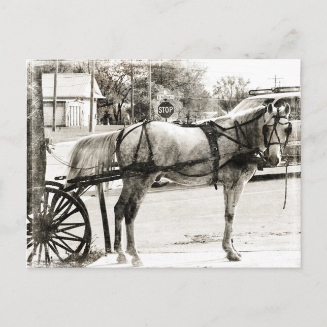 Grey Amish Horse in Black and White Postcard (Front)