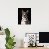 Grey and white Australian Shepherd with harness Poster (Home Office)