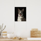 Grey and white Australian Shepherd with harness Poster (Kitchen)