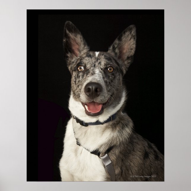 Grey and white Australian Shepherd with harness Poster (Front)