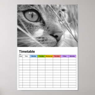 Grey and White Cat on a Green / Timetable Poster