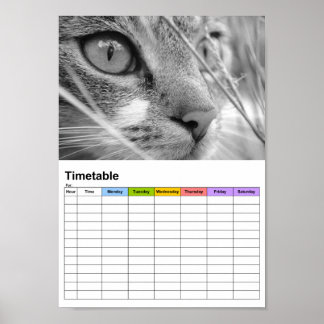 Grey and White Cat on a Green / Timetable Poster