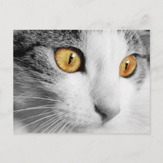 Grey and White Cat Postcard