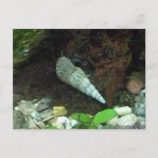 Grey and White Snail Post Card