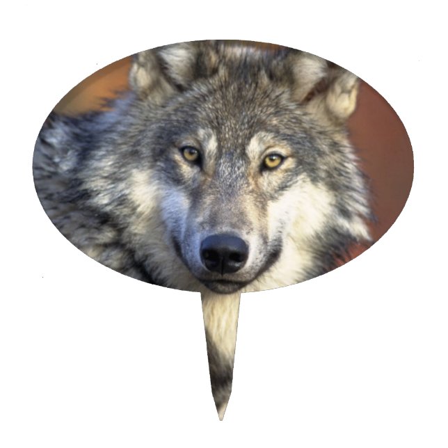Grey and White Wolf Cake Topper (Front)