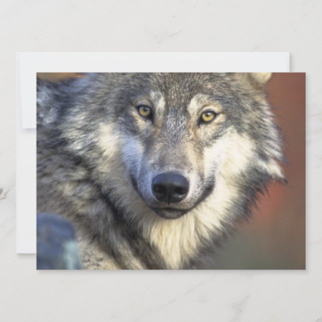 Grey and White Wolf Invitation (Front)