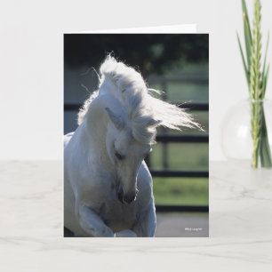 Grey Andalucian Bucking Headshot Backlit Card