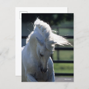 Grey Andalucian Bucking Headshot Backlit Postcard