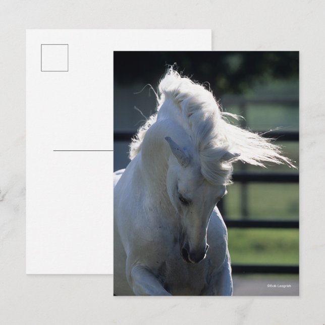 Grey Andalucian Bucking Headshot Backlit Postcard (Front/Back)