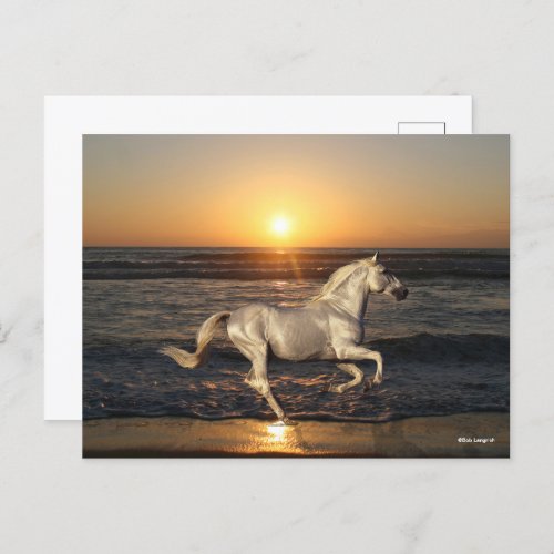 Grey Andalucian Running On Beach By Sea Postcard