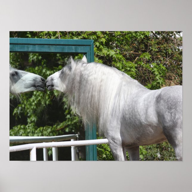 Grey Andalucian Stallion Looking In Mirror Poster (Front)