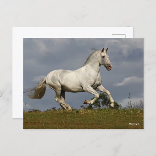 Grey Andalucian Stallion Running against Sky Postcard